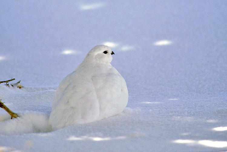 White-tailed Ptarmigan - Peter Weber 🦉