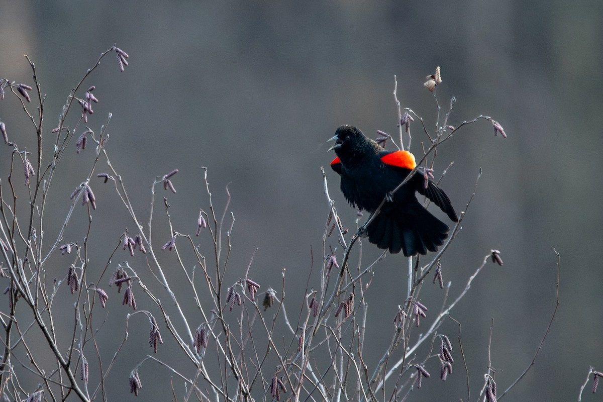 Red-winged Blackbird - ML614655573