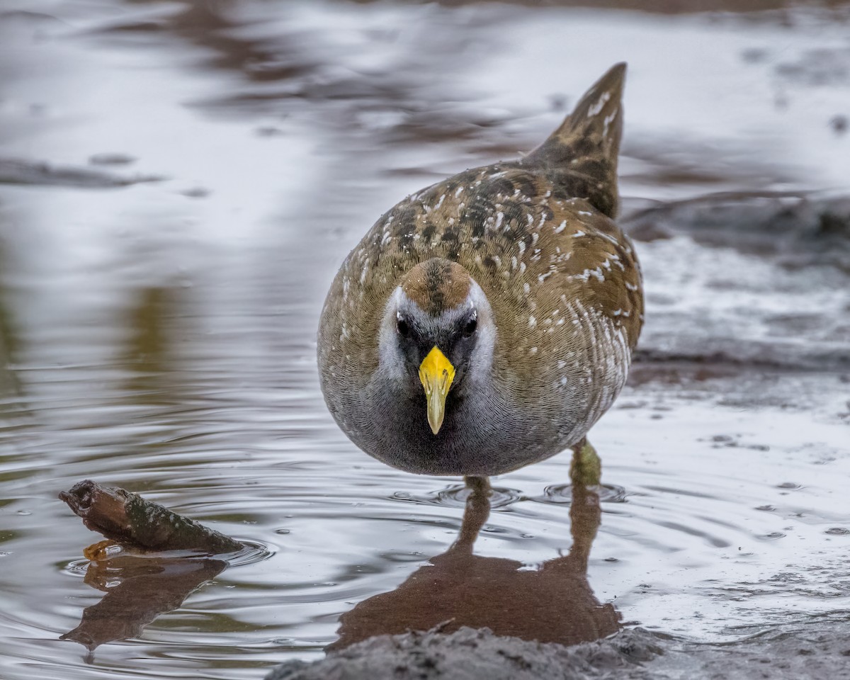 Polluela Sora - ML614655601