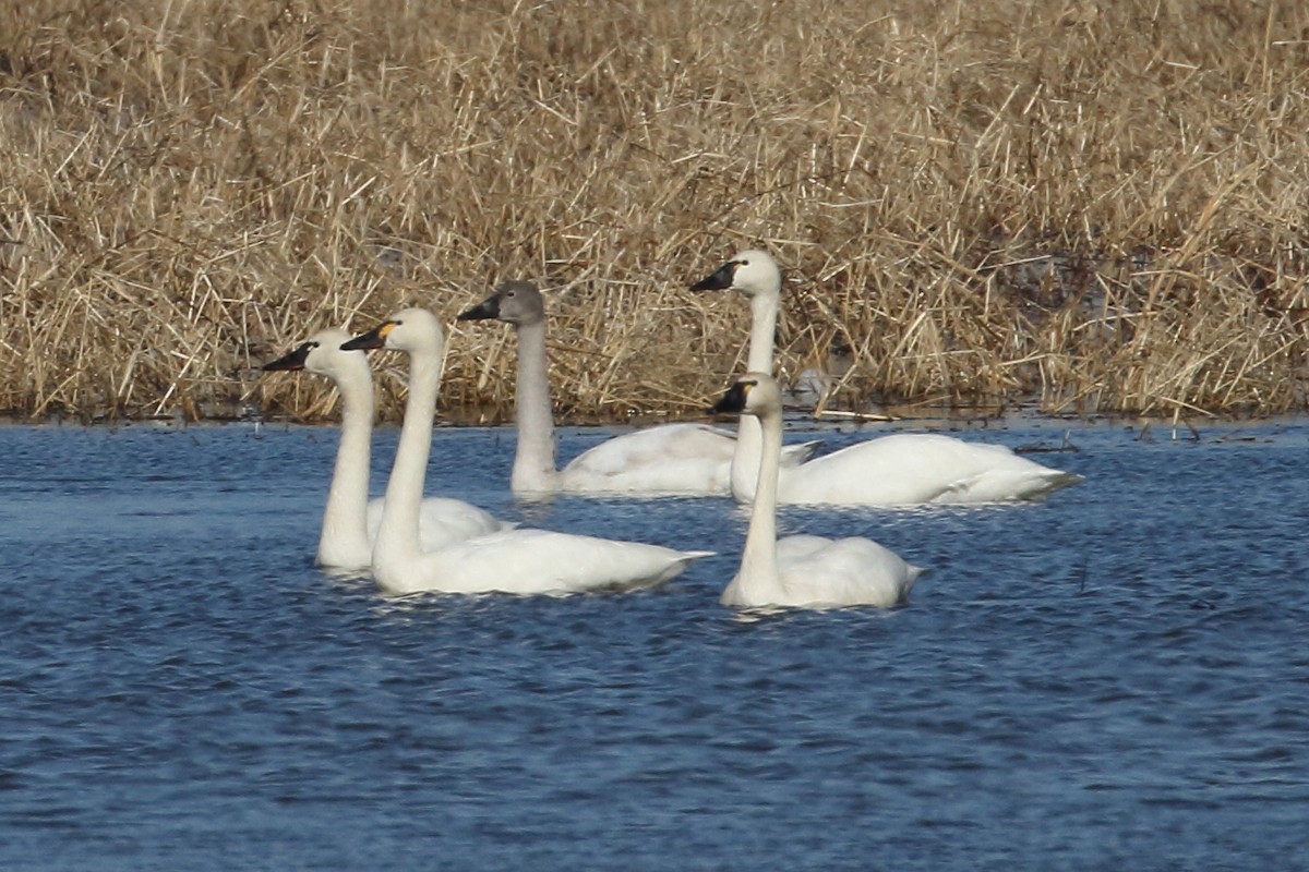 Tundra Swan - ML614655634