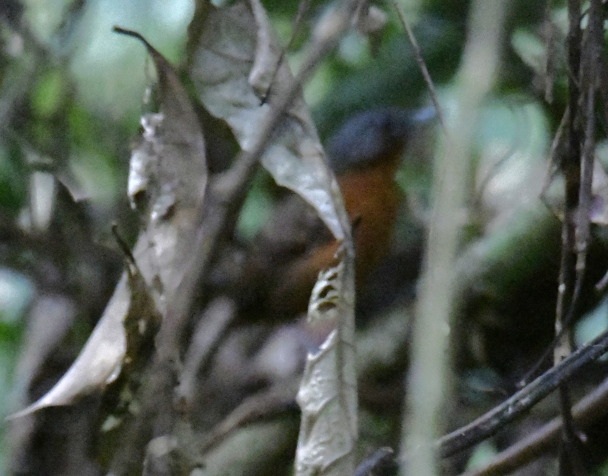 Spot-winged Antbird - ML614655644