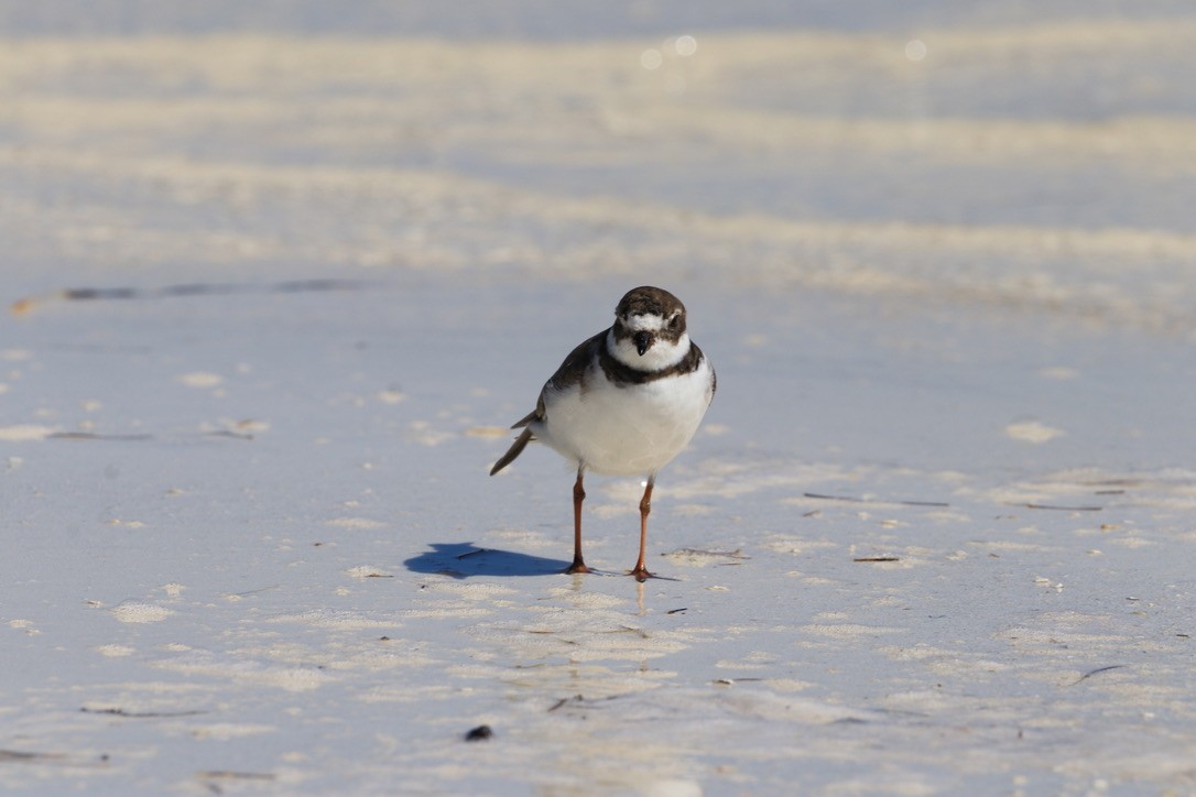 Semipalmated Plover - ML614655689