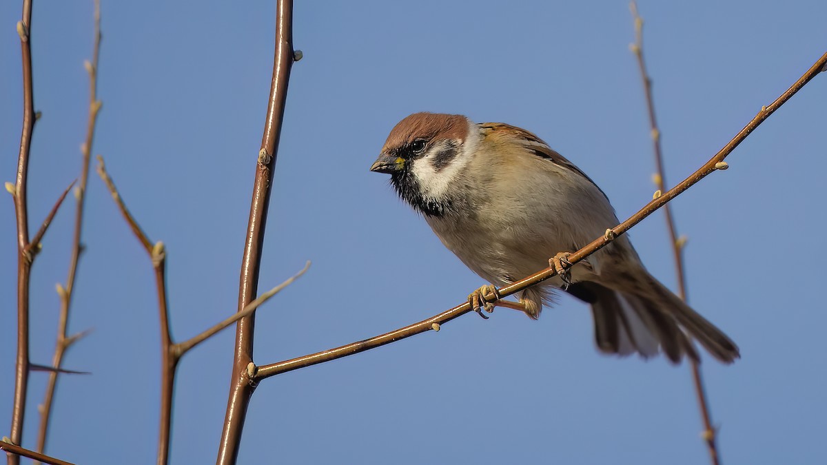 Eurasian Tree Sparrow - ML614655738