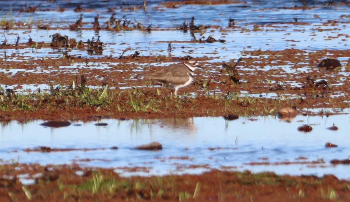 Killdeer - ML614655809