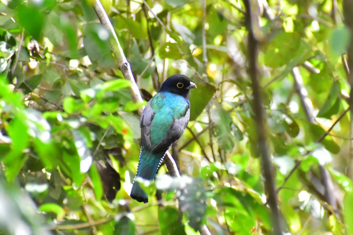 trogon podvazkový - ML614655816