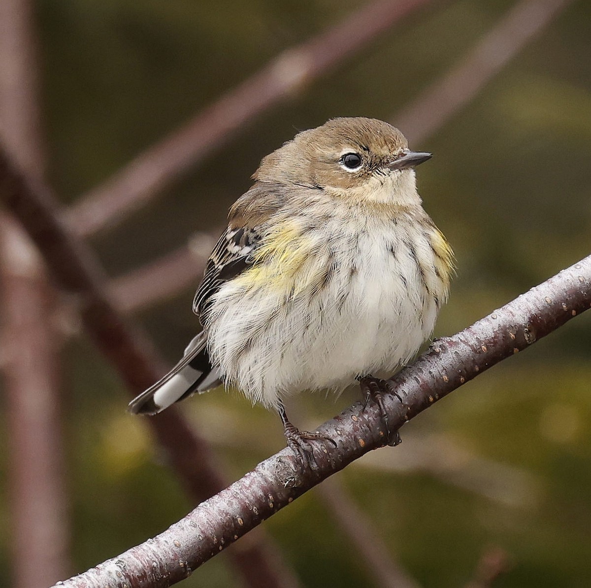 Yellow-rumped Warbler (Myrtle) - ML614655817