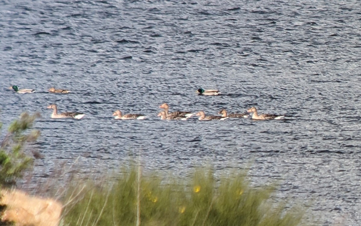 Tundra Bean-Goose - Jose Arcadio Calvo Rubio