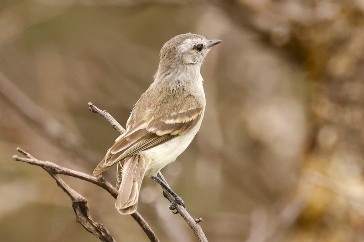 Marañon Tyrannulet - ML614655823