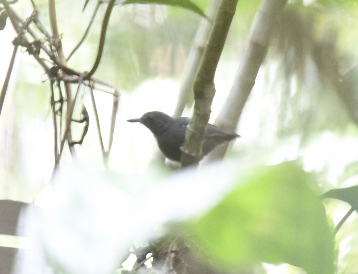 Spot-winged Antbird - ML614655827