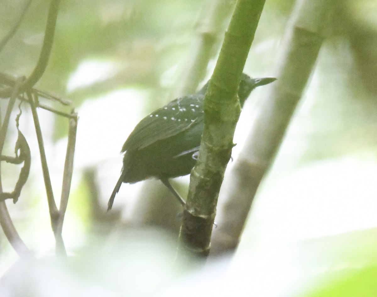 Spot-winged Antbird - ML614655828