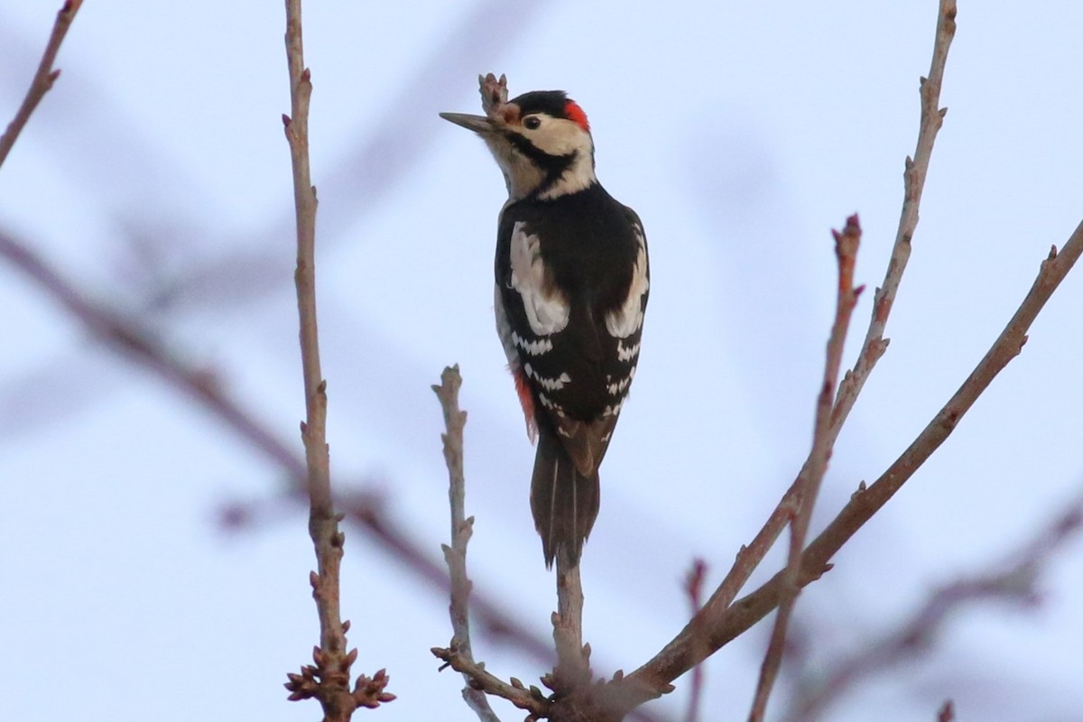 Syrian Woodpecker - ML614655829