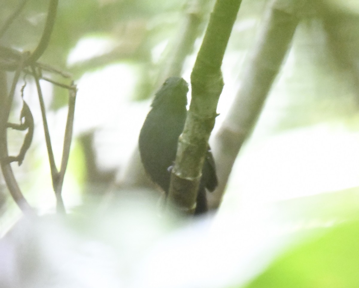 Spot-winged Antbird - ML614655837