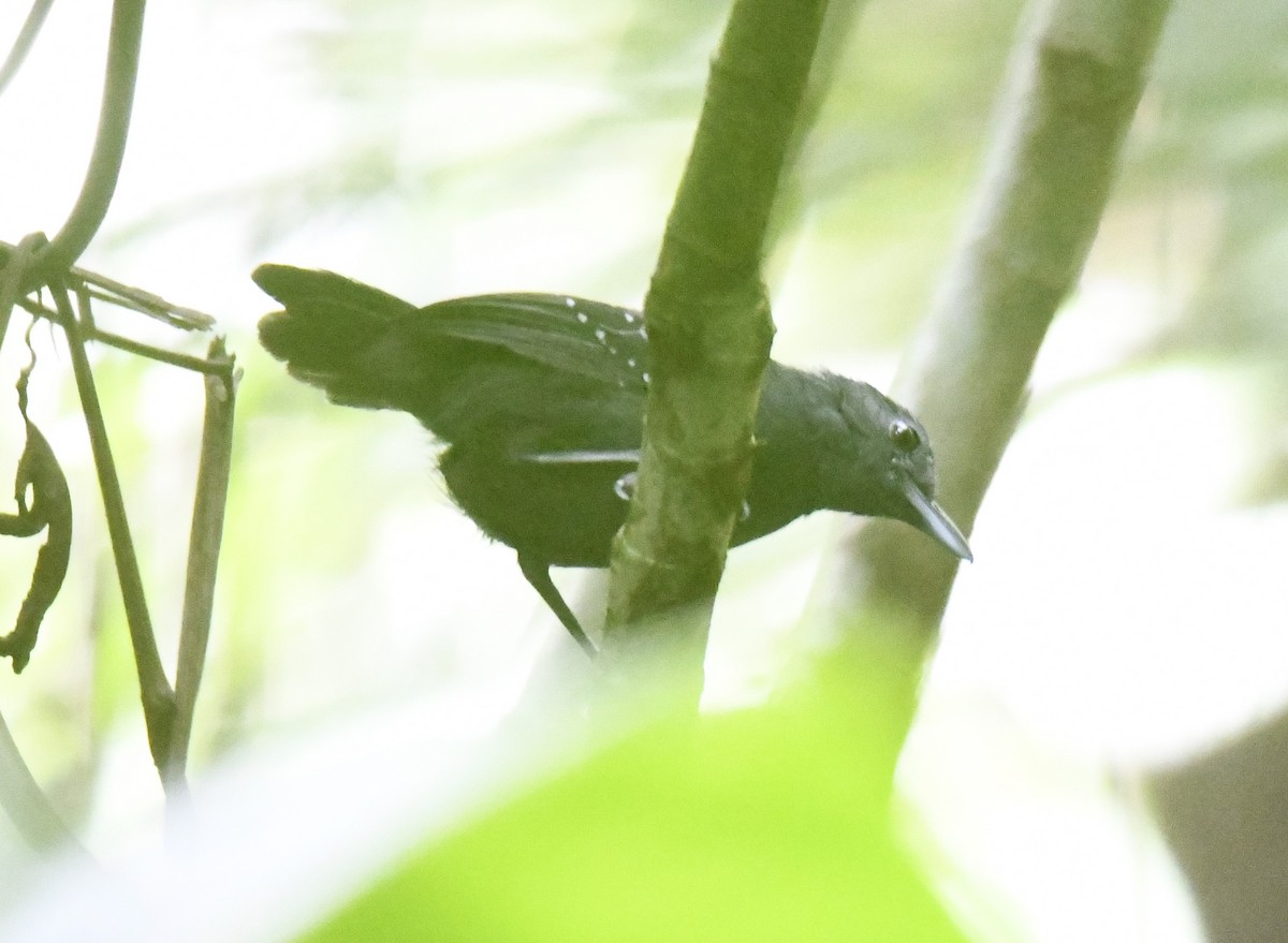 Spot-winged Antbird - ML614655839