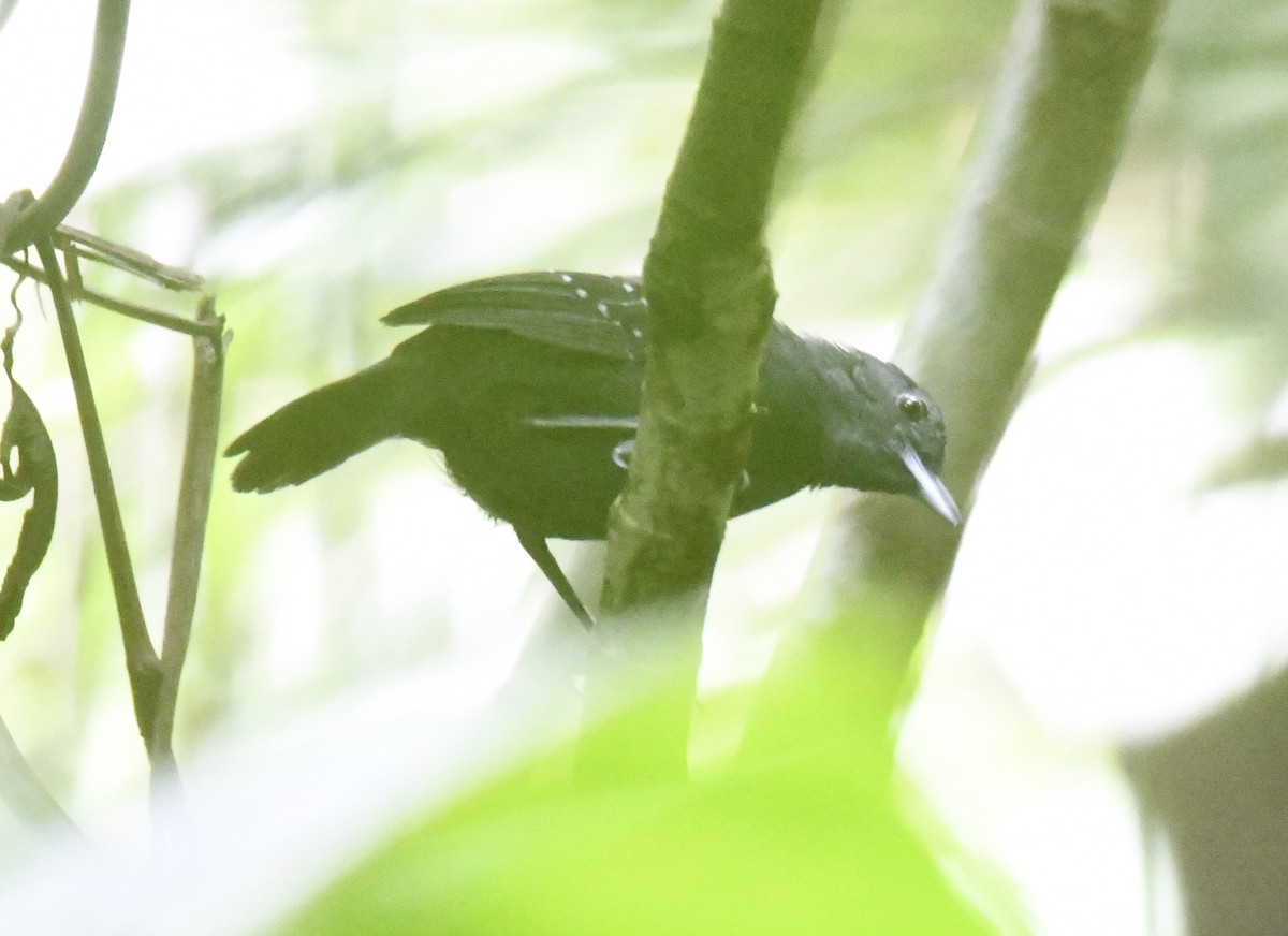 Spot-winged Antbird - Zachary Peterson