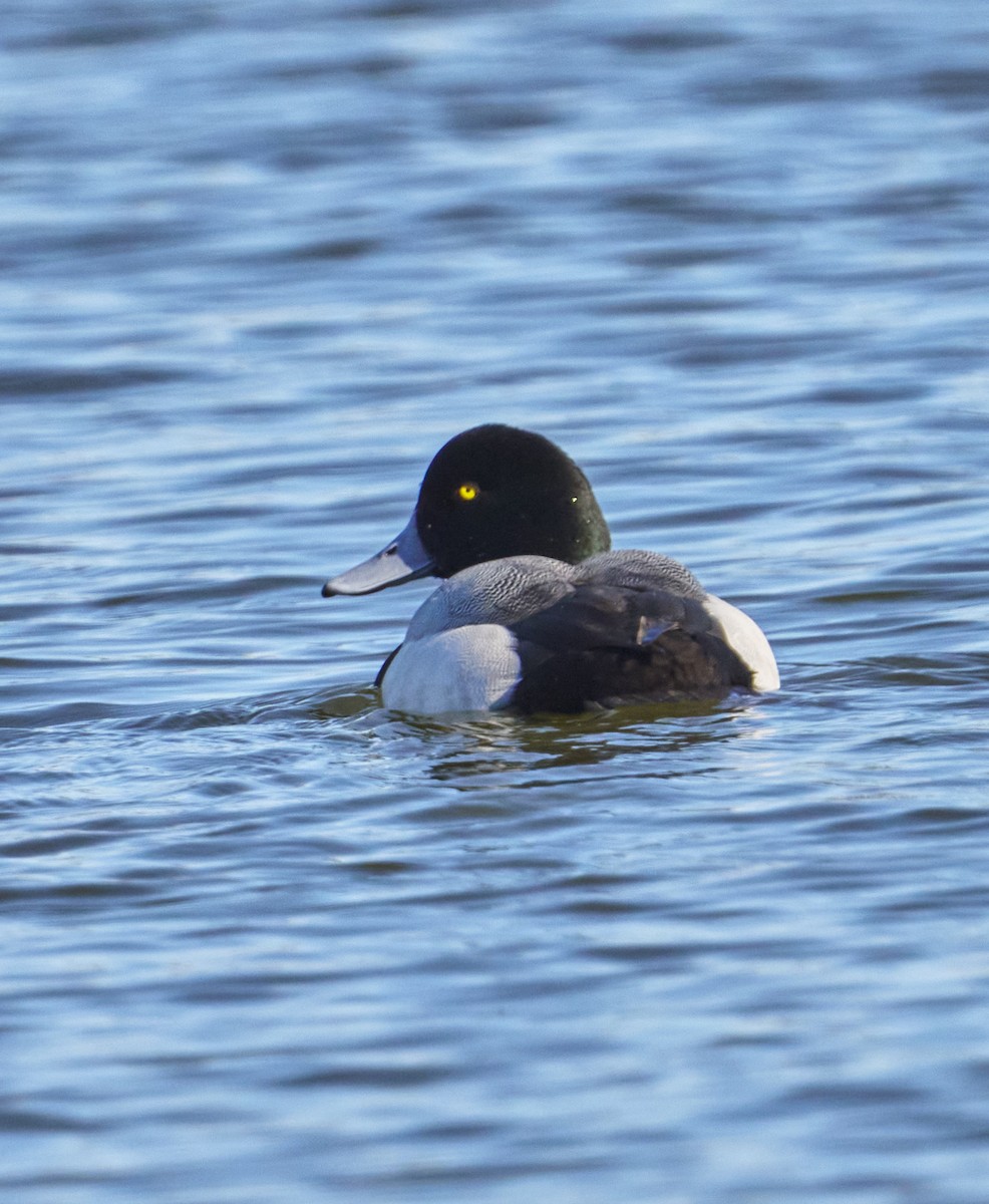 Greater Scaup - ML614655845