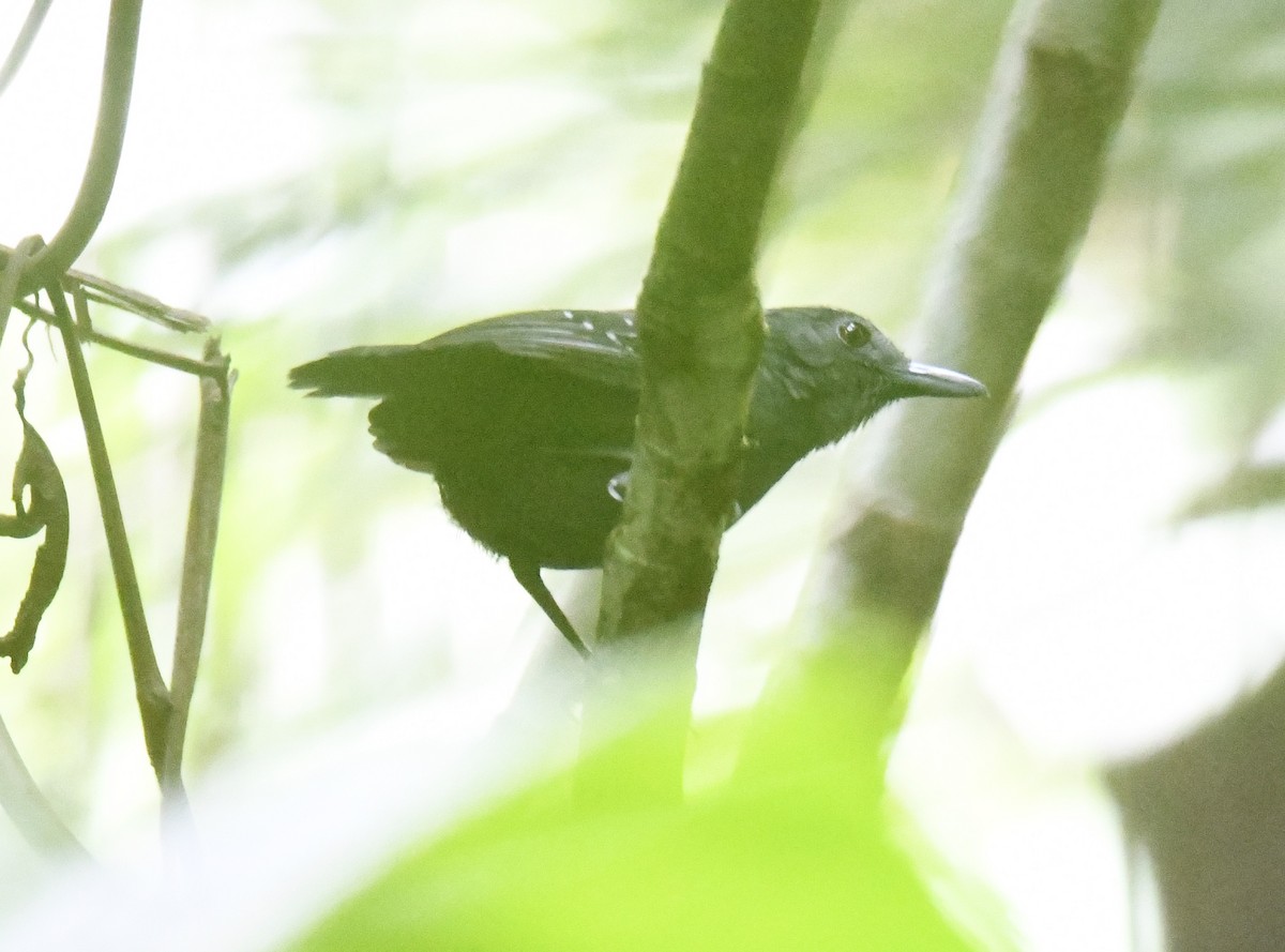 Spot-winged Antbird - ML614655847