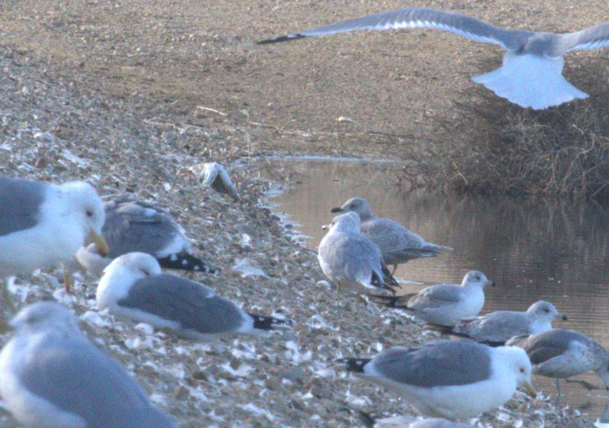 Iceland Gull (Thayer's) - ML614655866