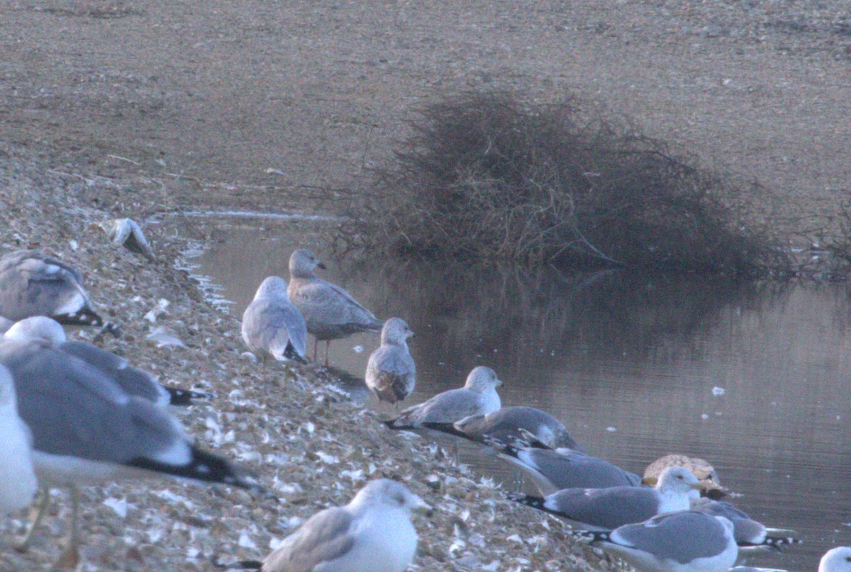 Iceland Gull (Thayer's) - ML614655867