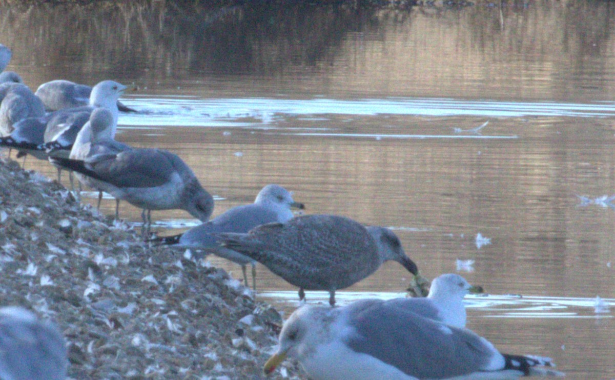 Glaucous-winged Gull - ML614655879