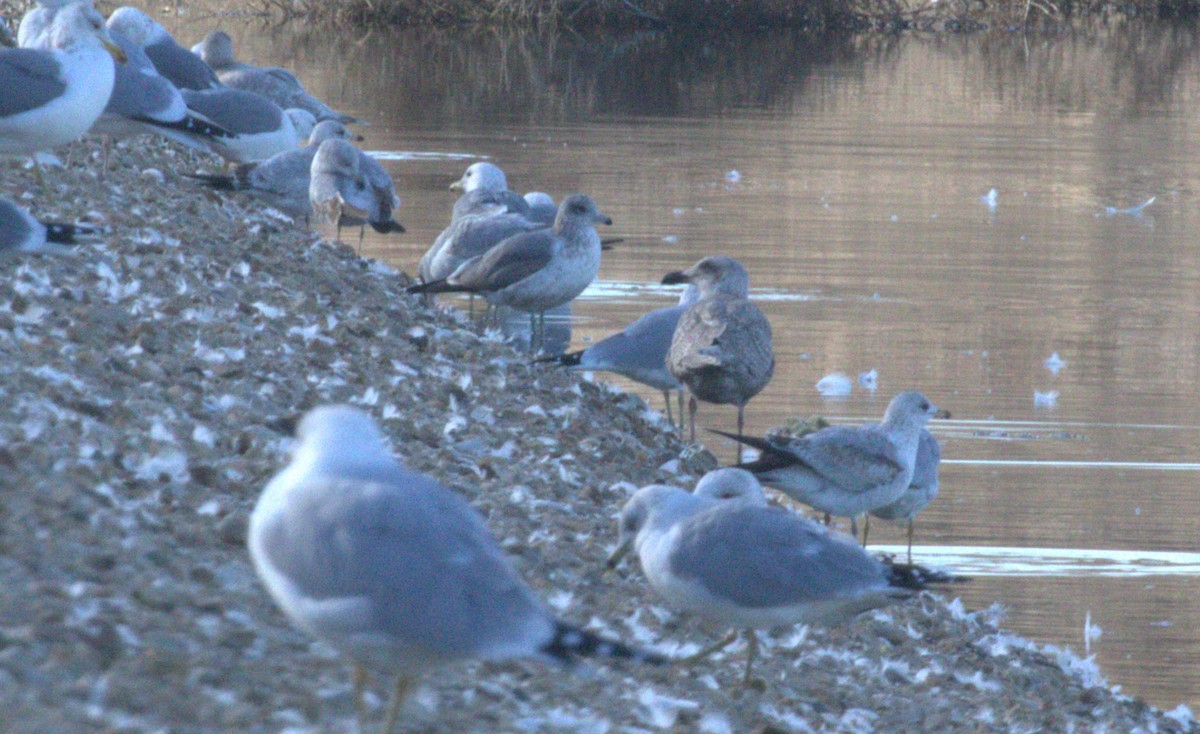 Glaucous-winged Gull - Sarah Dzielski