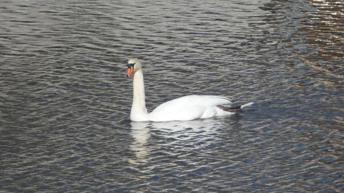 Cygne tuberculé - ML614655897