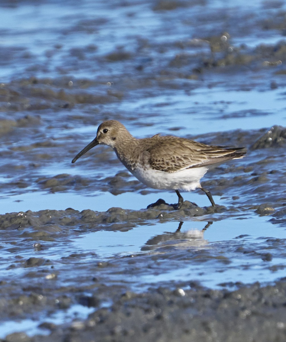 Dunlin - ML614655934