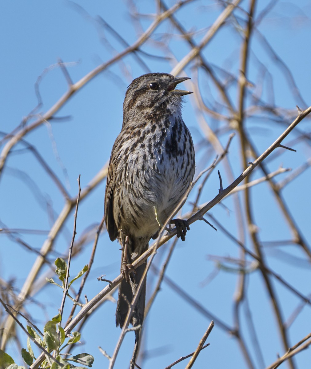 Song Sparrow - ML614656010