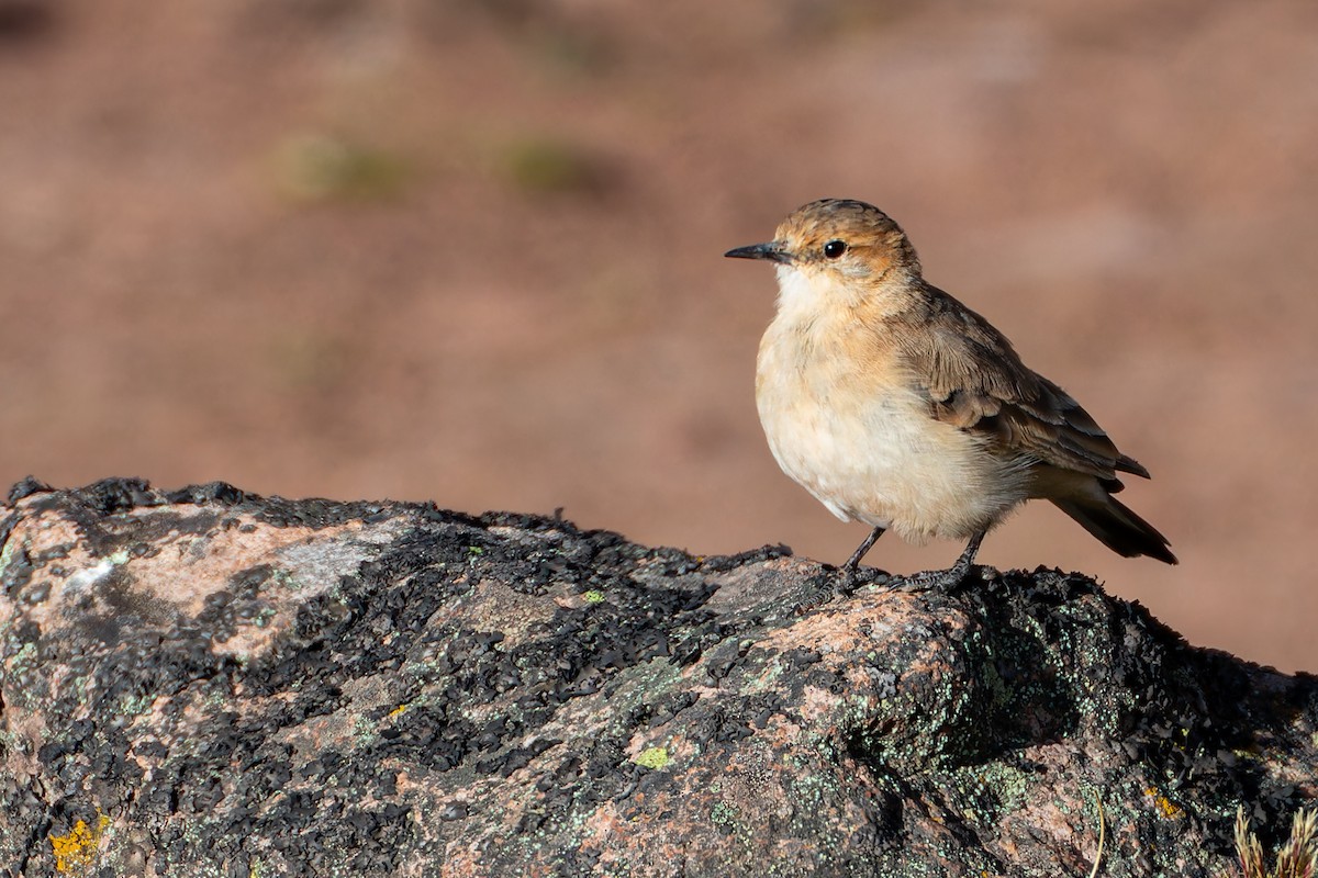 Dark-winged Miner - ML614656030