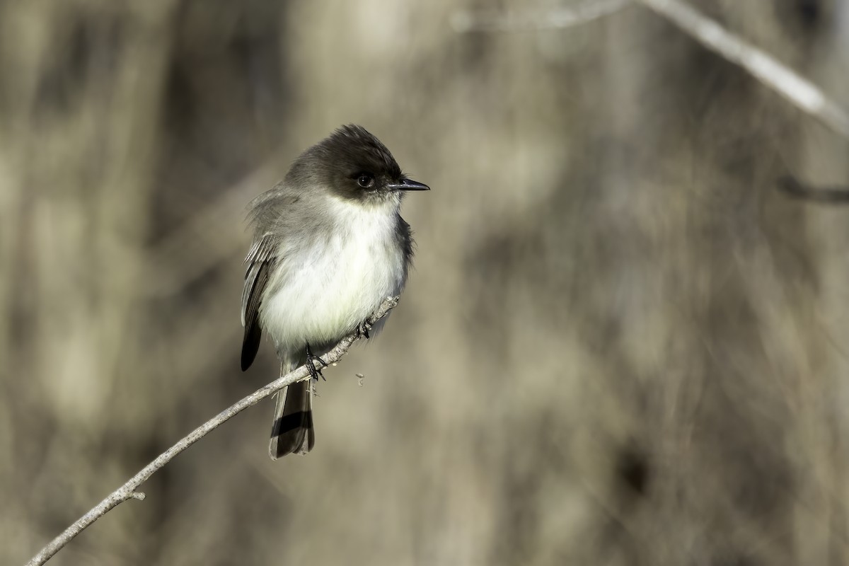 Eastern Phoebe - ML614656043