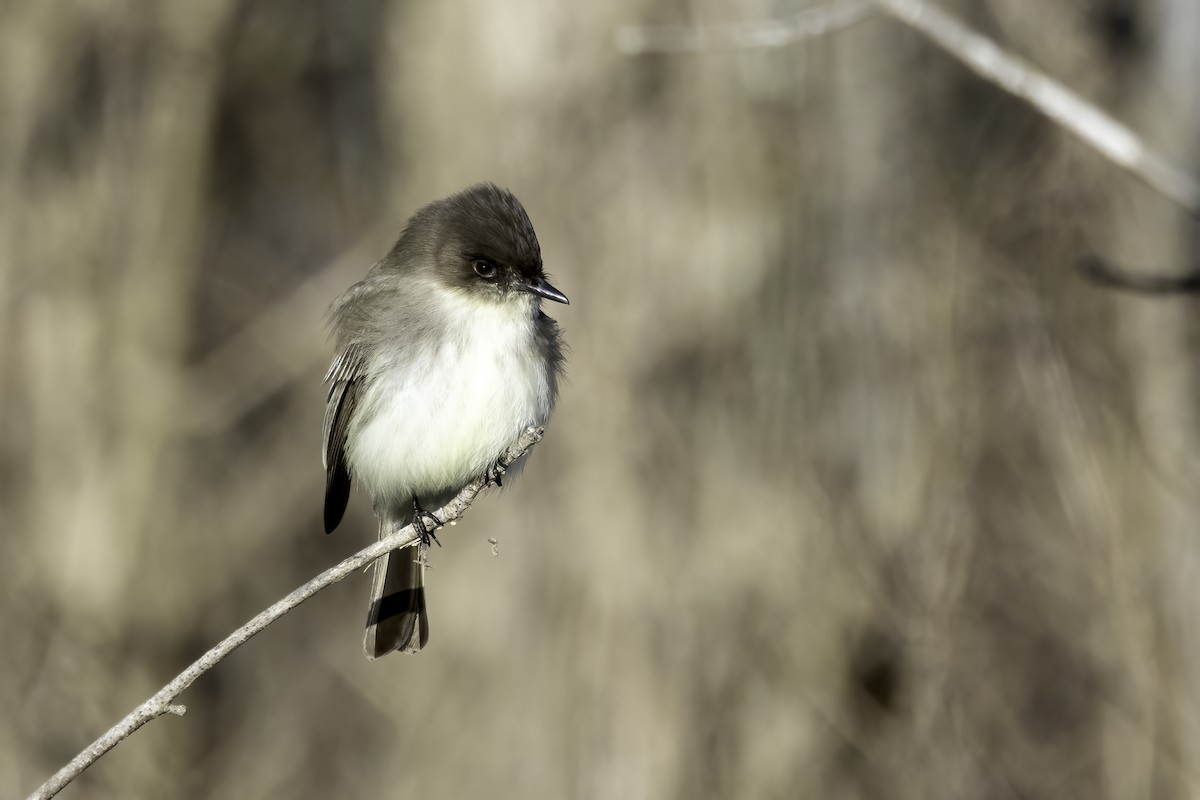 Eastern Phoebe - ML614656044