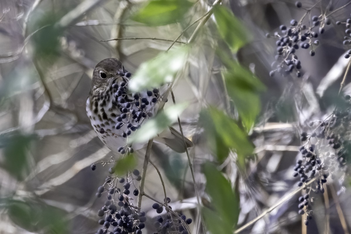 Hermit Thrush - ML614656048
