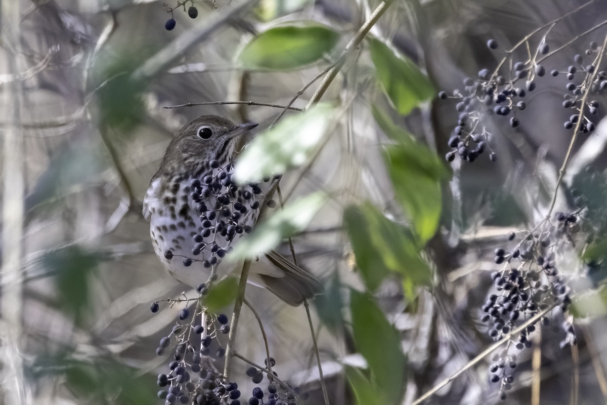 Hermit Thrush - ML614656049