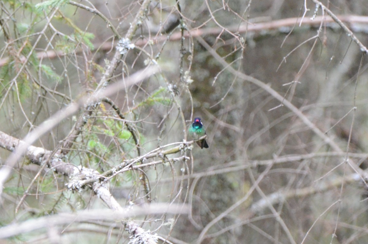 White-eared Hummingbird - ML614656113