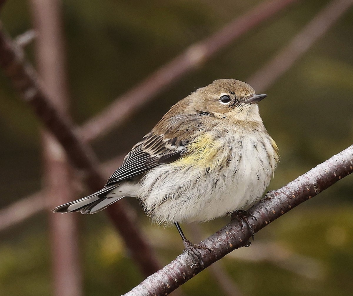 Yellow-rumped Warbler (Myrtle) - ML614656219