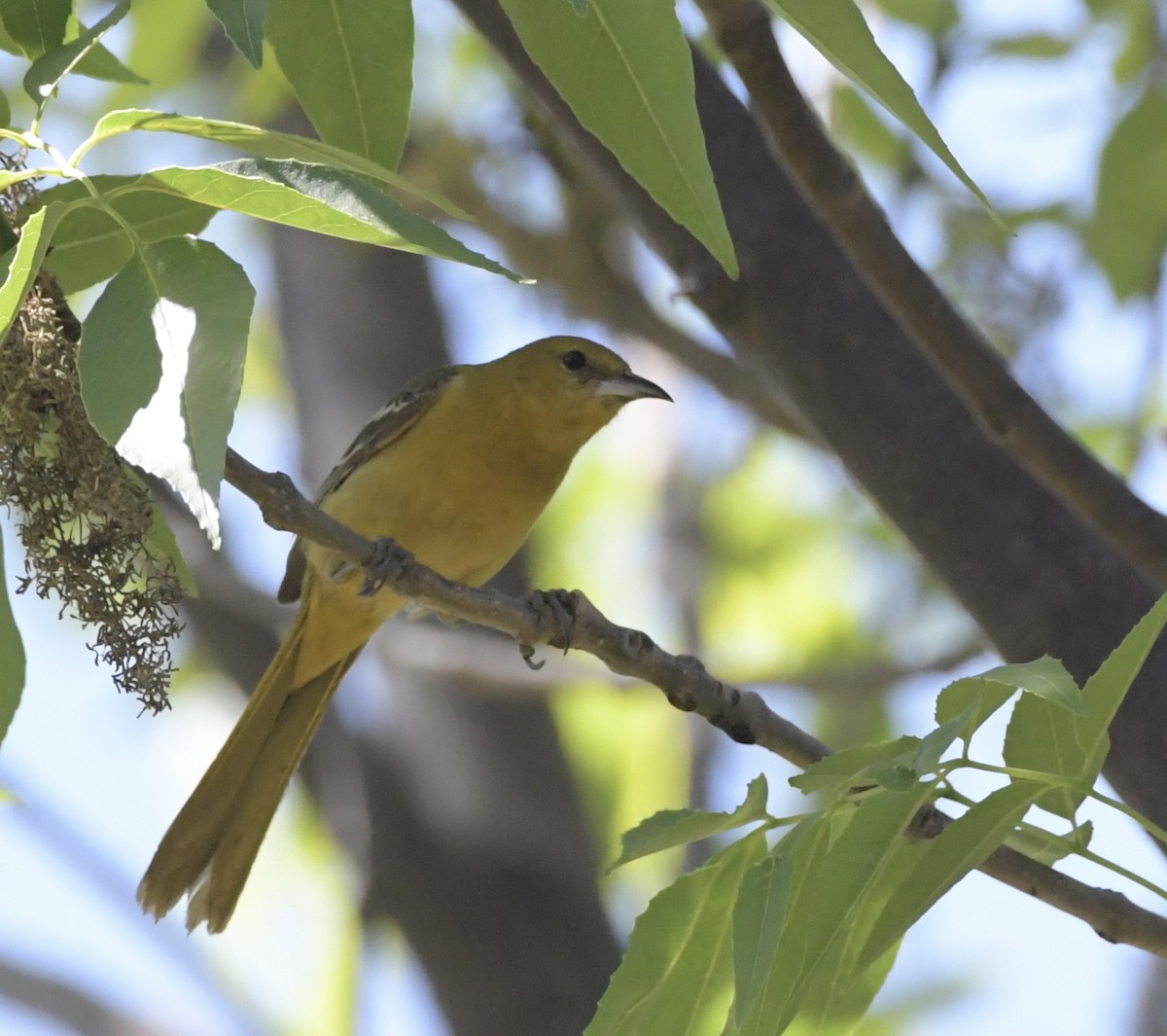 Hooded Oriole - ML614656234