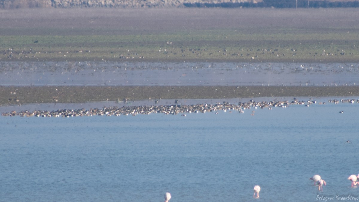 Northern Shoveler - ML614656272