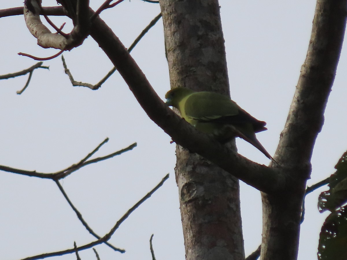 Pin-tailed Green-Pigeon - ML614656284