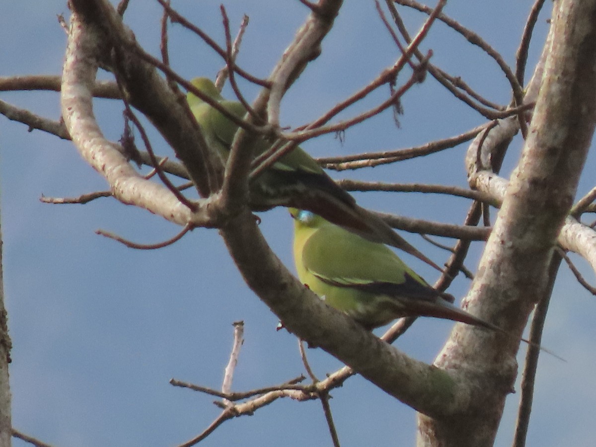 Pin-tailed Green-Pigeon - ML614656285