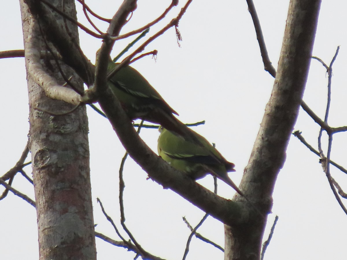 Pin-tailed Green-Pigeon - ML614656286