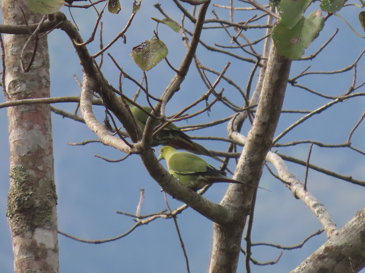Pin-tailed Green-Pigeon - ML614656288