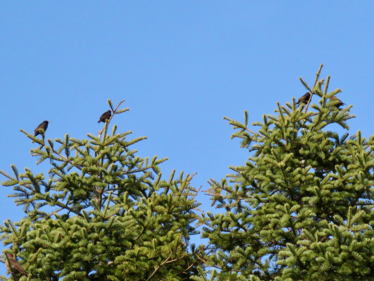 European Starling - ML614656292