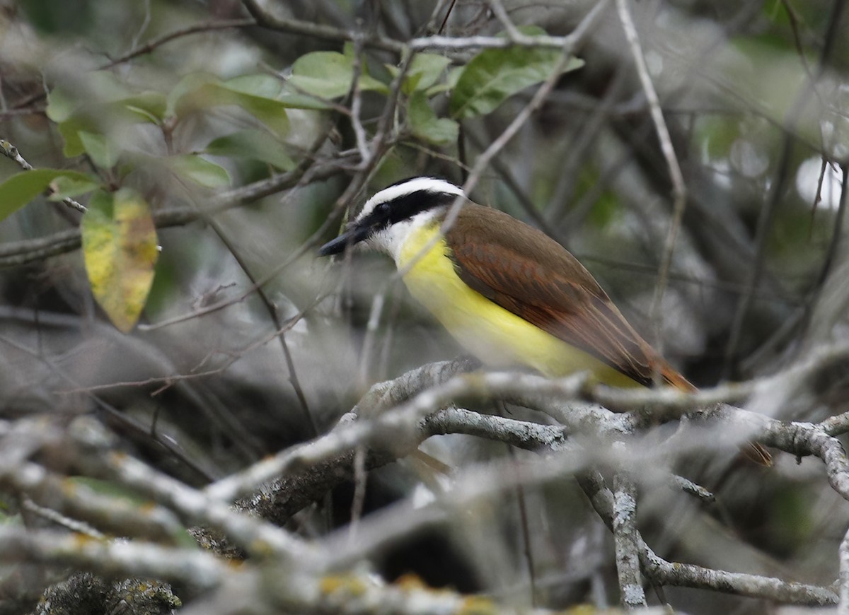 Great Kiskadee - ML614656367
