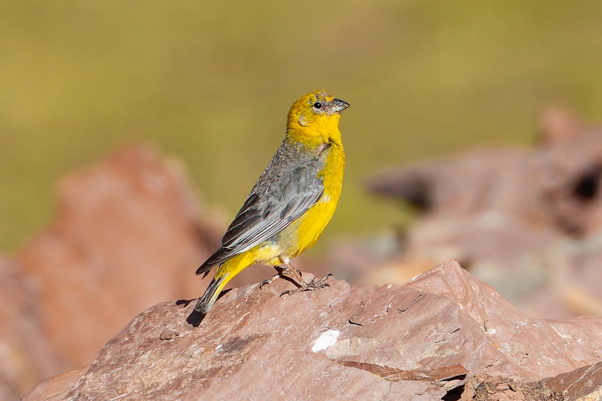 Bright-rumped Yellow-Finch - ML614656457