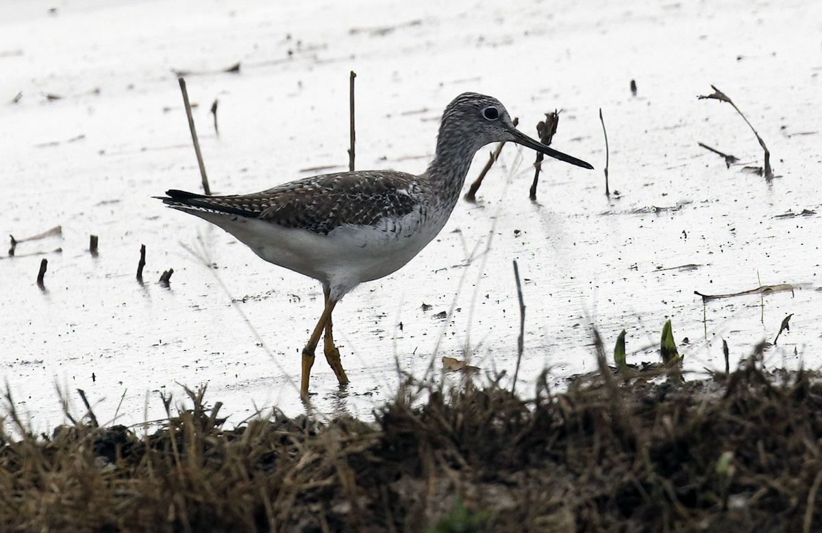 Greater Yellowlegs - ML614656482