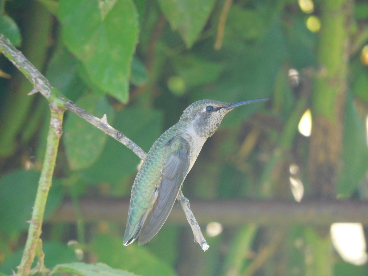 Anna's Hummingbird - ML614656496