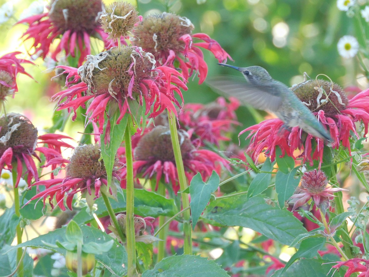 Anna's Hummingbird - ML614656505