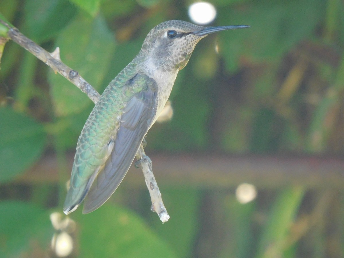 Colibrí de Anna - ML614656512