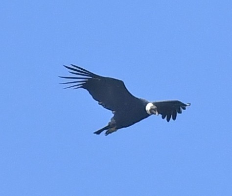 Andean Condor - ML614656531