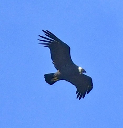 Andean Condor - ML614656532