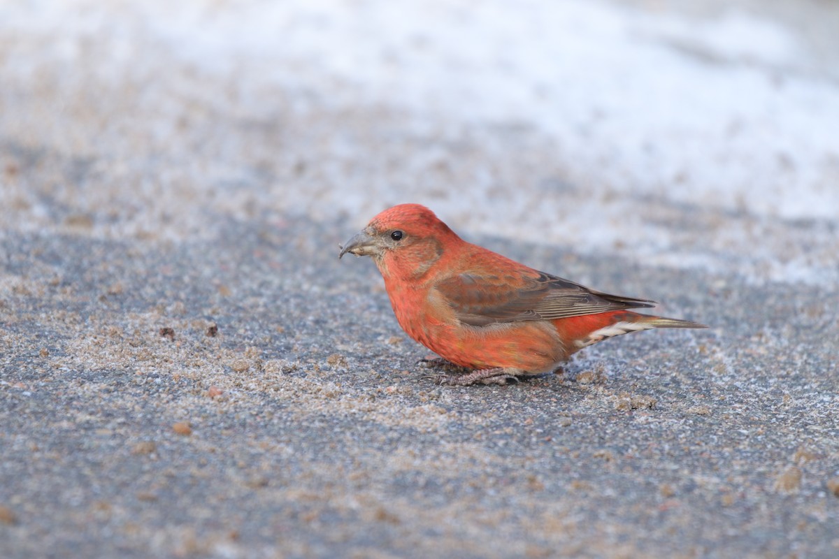 Red Crossbill - ML614656561